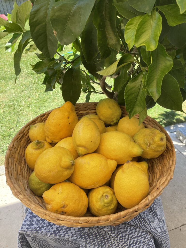 Ein Korb voller Zitronen