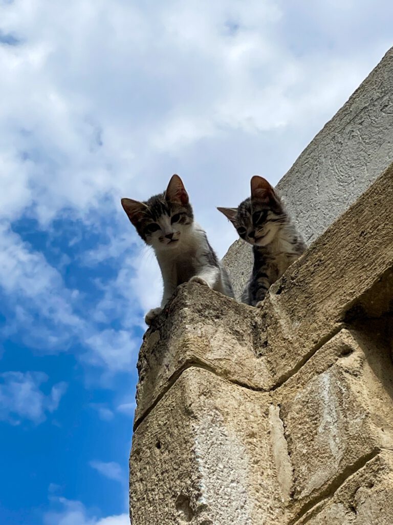 Zwei Kätzchen blicken von einem Dachvorsprung herunter.
