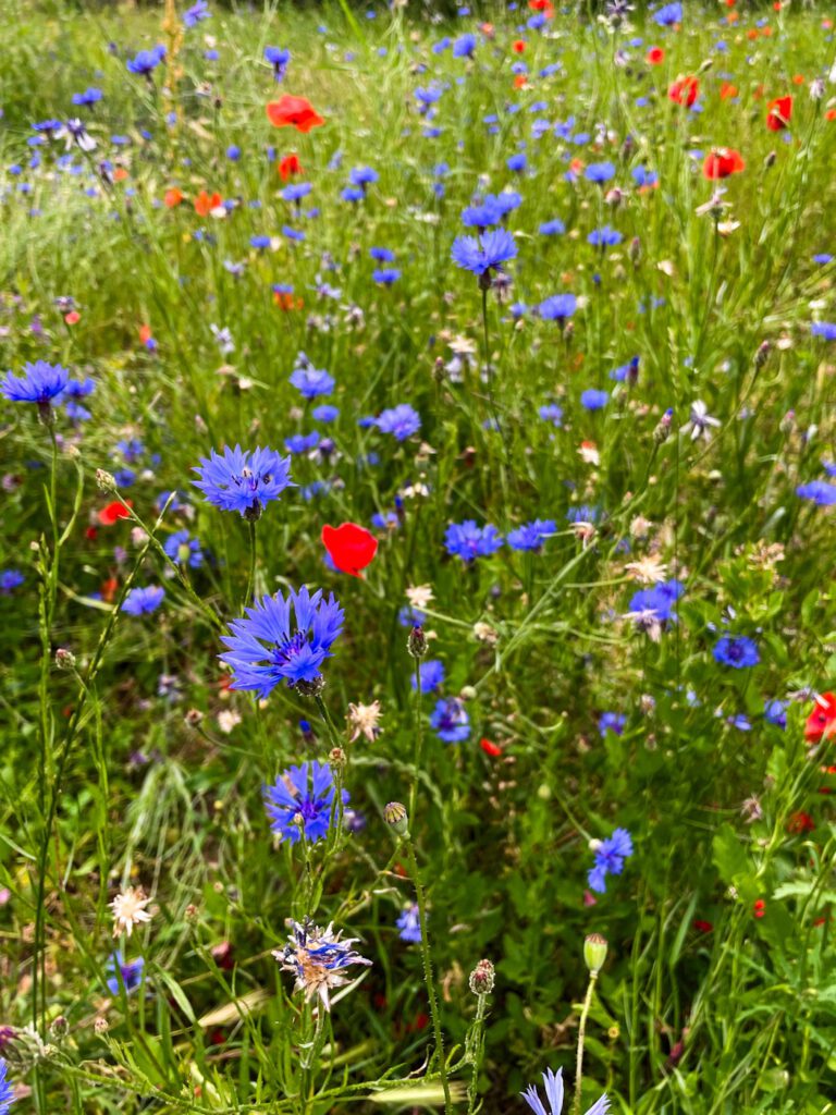 Mohn und Kornblumen.